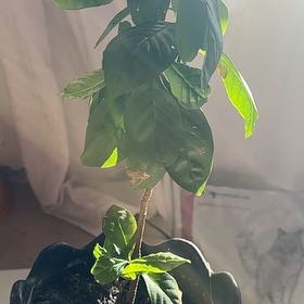 Photo of the plant species Royal Purple Brunfelsia by @SageRiberry52 named Winston on Greg, the plant care app