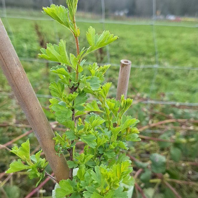 Photo of the plant species Midland Hawthorn by @PertinentOmnom named Lavender on Greg, the plant care app