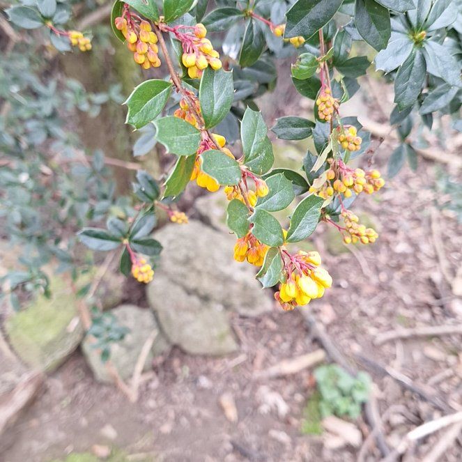 Photo of the plant species Chinese Barberry by @PertinentOmnom named Foxxy on Greg, the plant care app