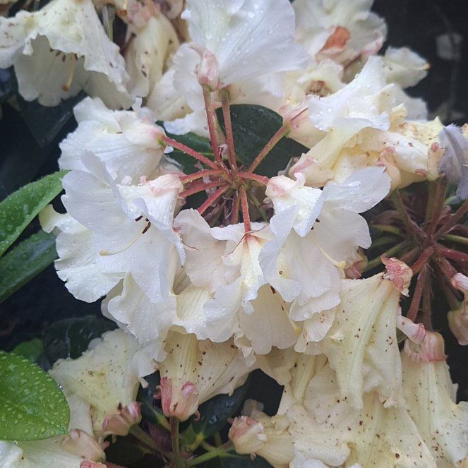 Photo of the plant species Great Rhododendron by @PertinentOmnom named Figyonce on Greg, the plant care app