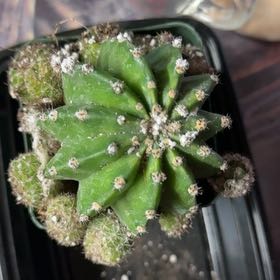 Photo of the plant species Easter Lily Cactus by @Plantlover25 named Treeyoncé on Greg, the plant care app