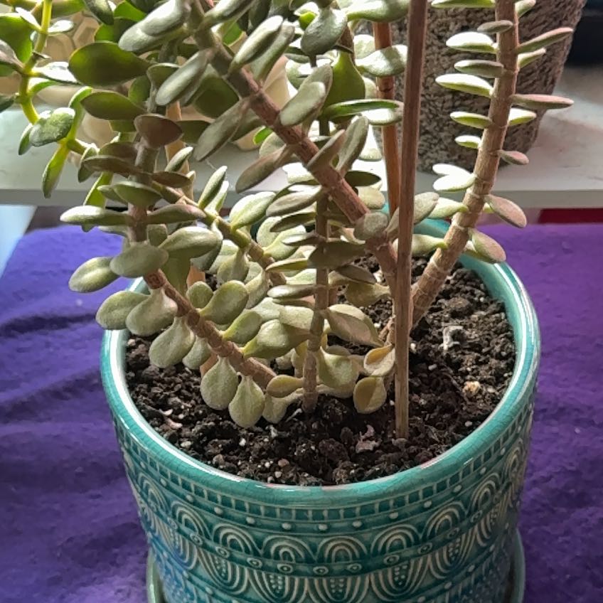 Photo of the plant species Miniature Jade Plant by @Plantlover25 named Harry on Greg, the plant care app
