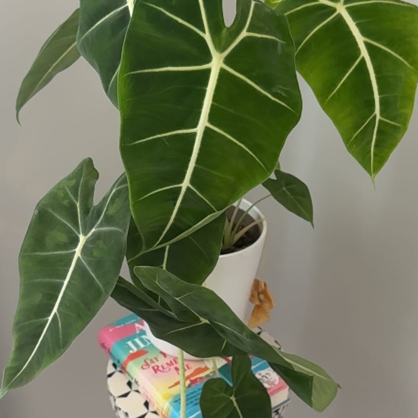 Photo of the plant species Alocasia Nairobi Nights by @SwiftZinnia86 named Drake on Greg, the plant care app