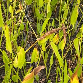 Photo of the plant species Pickerelweed by @RulerSkimmia48 named Drake on Greg, the plant care app