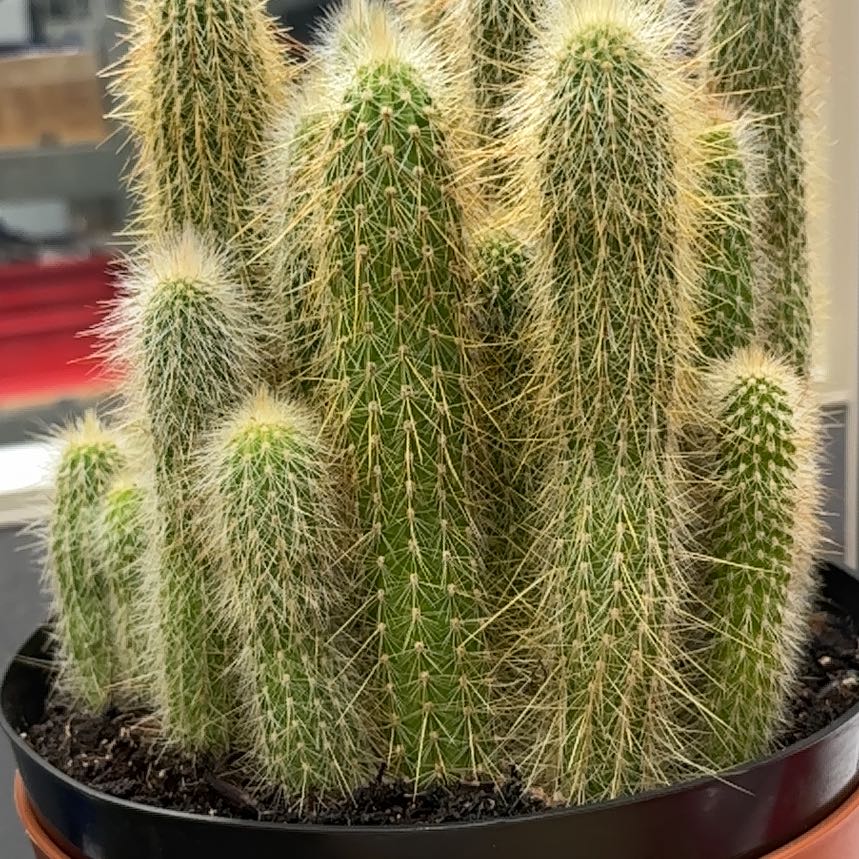 Photo of the plant species Old Man of the Andes by @StarryFrogbit44 named Osmo on Greg, the plant care app