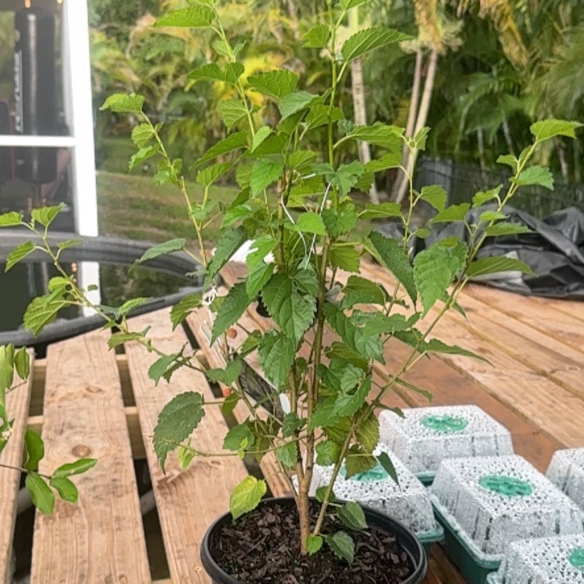 Photo of the plant species Dwarf Everbearing Mulberry by @RightlyTaro44 named Captain Plant-it on Greg, the plant care app