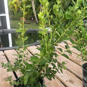 Photo of the plant species Emerald Blueberry by @RightlyTaro44 named Leaf Erickson on Greg, the plant care app