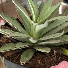Photo of the plant species Mangave 'Bloodspot' by @GutsyPunanova6 named Osmo on Greg, the plant care app