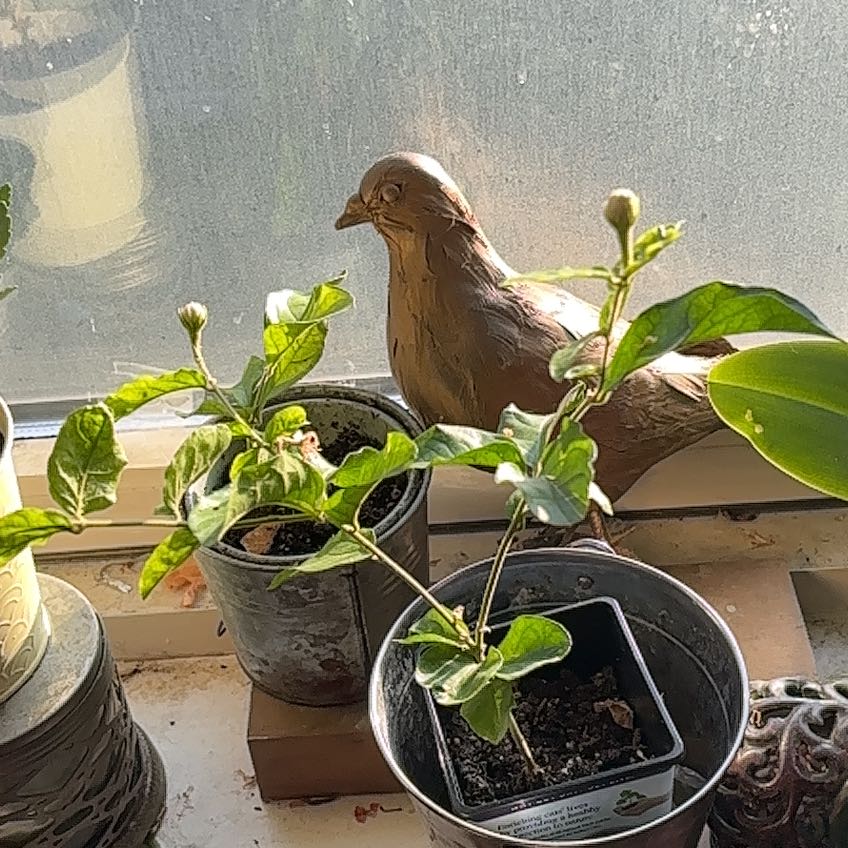 Photo of the plant species Jasmine 'Grand Duke' by @BlazingMahoe41 named Duke on Greg, the plant care app