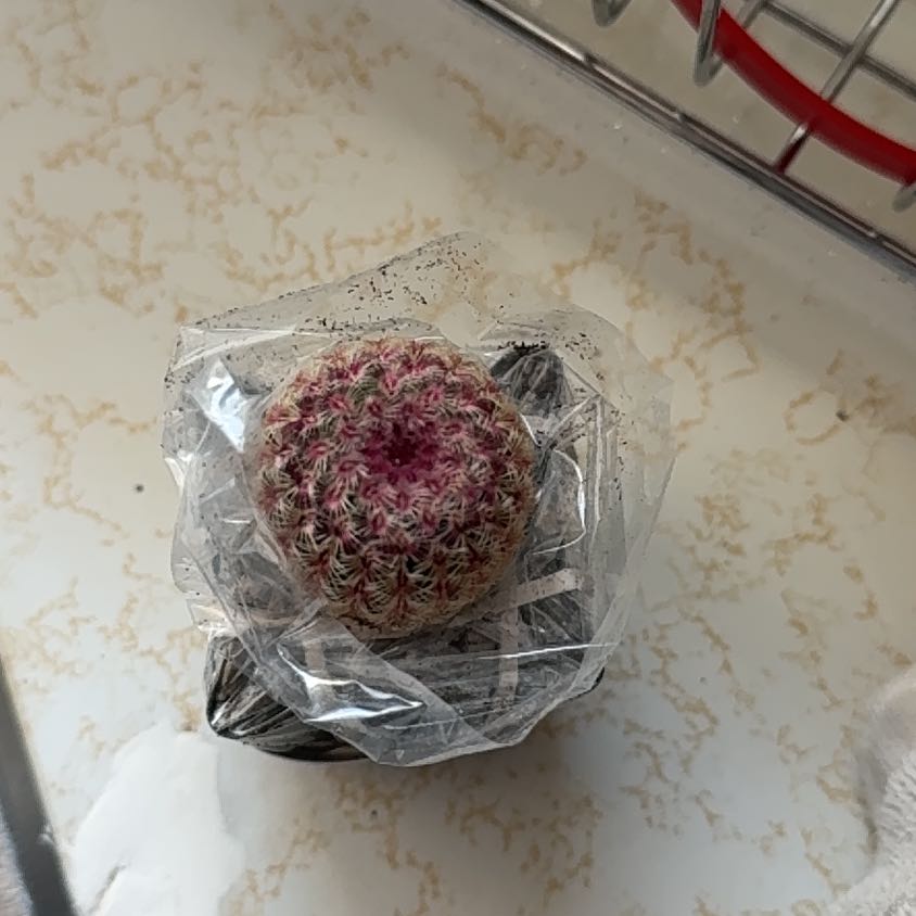Photo of the plant species Rainbow Hedgehog Cactus 'Rubispinus' by @SalsaMerduhh named Demo on Greg, the plant care app
