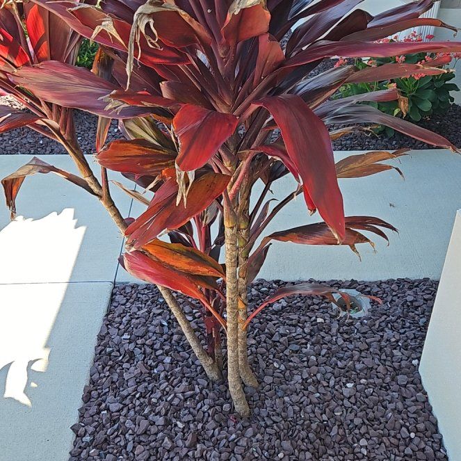 Photo of the plant species Cordyline 'Rubra' by @HipTupeia10 named Spike Leaves on Greg, the plant care app