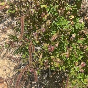 Photo of the plant species Amaranth Pigweed by @RadScotchmoss62 named Scarlett on Greg, the plant care app