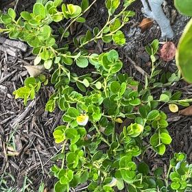 Photo of the plant species Kinnikinnick by @YiftBonsai66 named McKinley on Greg, the plant care app