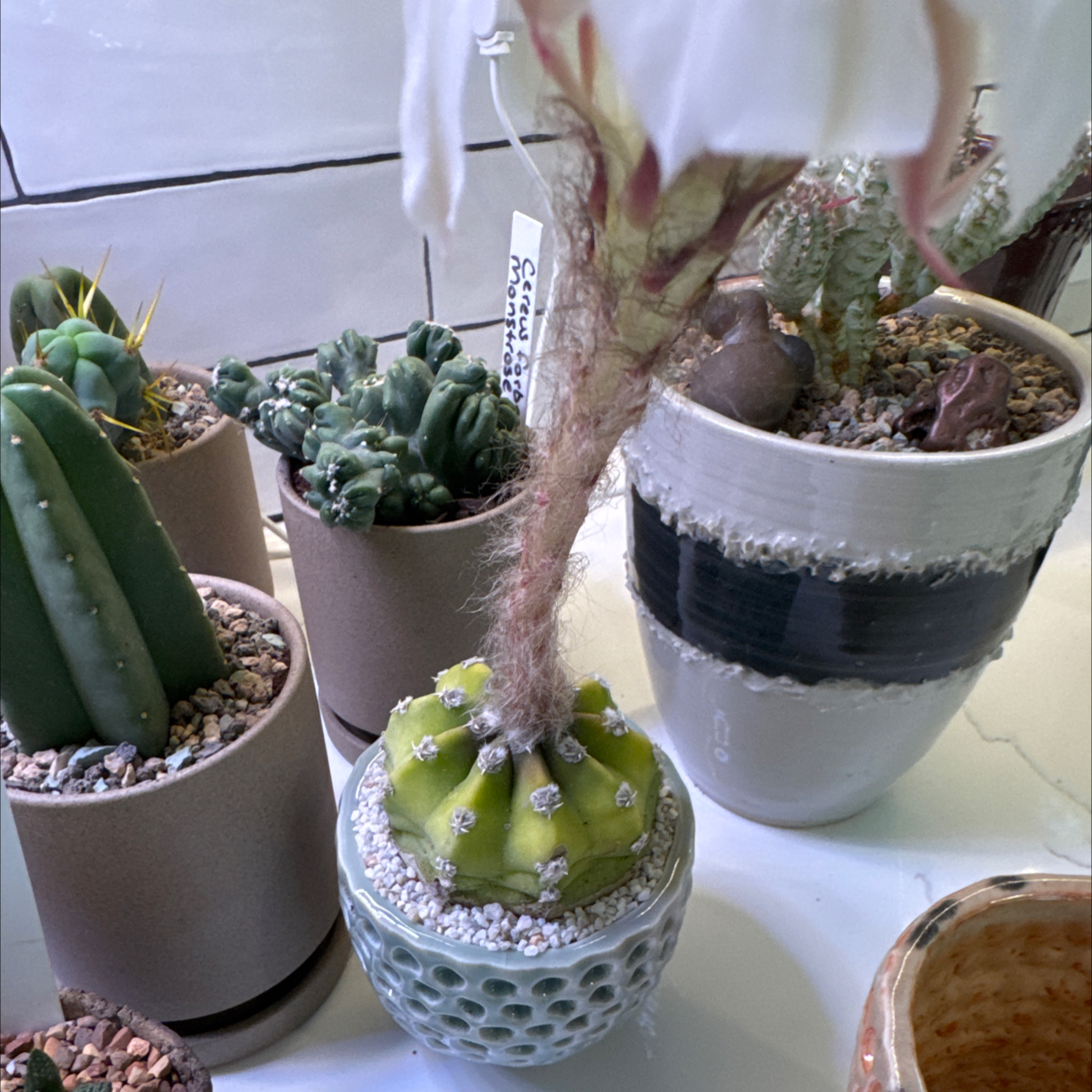 Photo of the plant species Easter Lily Cactus by @AgileBagpod72 named Lola on Greg, the plant care app