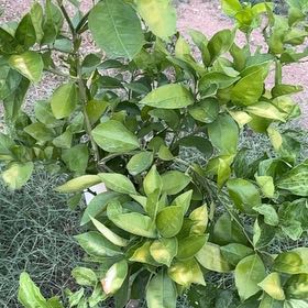 Photo of the plant species Valencia Orange by @ShowyAndeansage named Walt on Greg, the plant care app