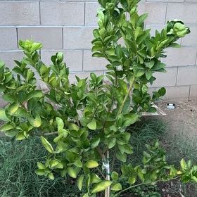 Photo of the plant species semi-dwarf lime tree by @ShowyAndeansage named Leonardo on Greg, the plant care app