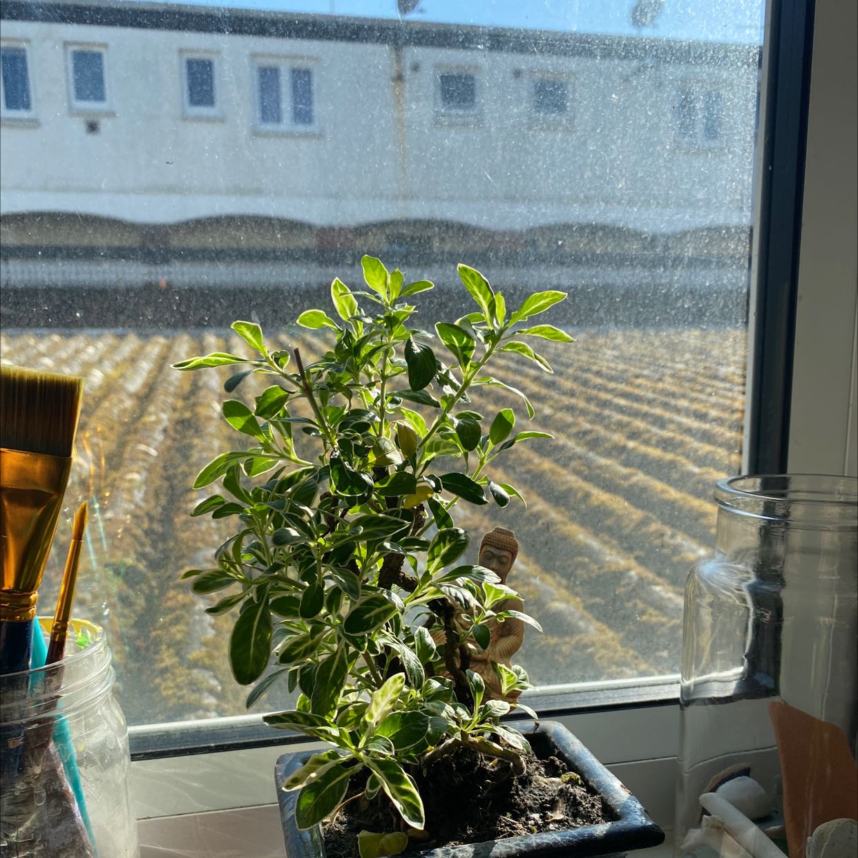 Snowrose plant on a windowsill with vibrant green leaves and visible soil.