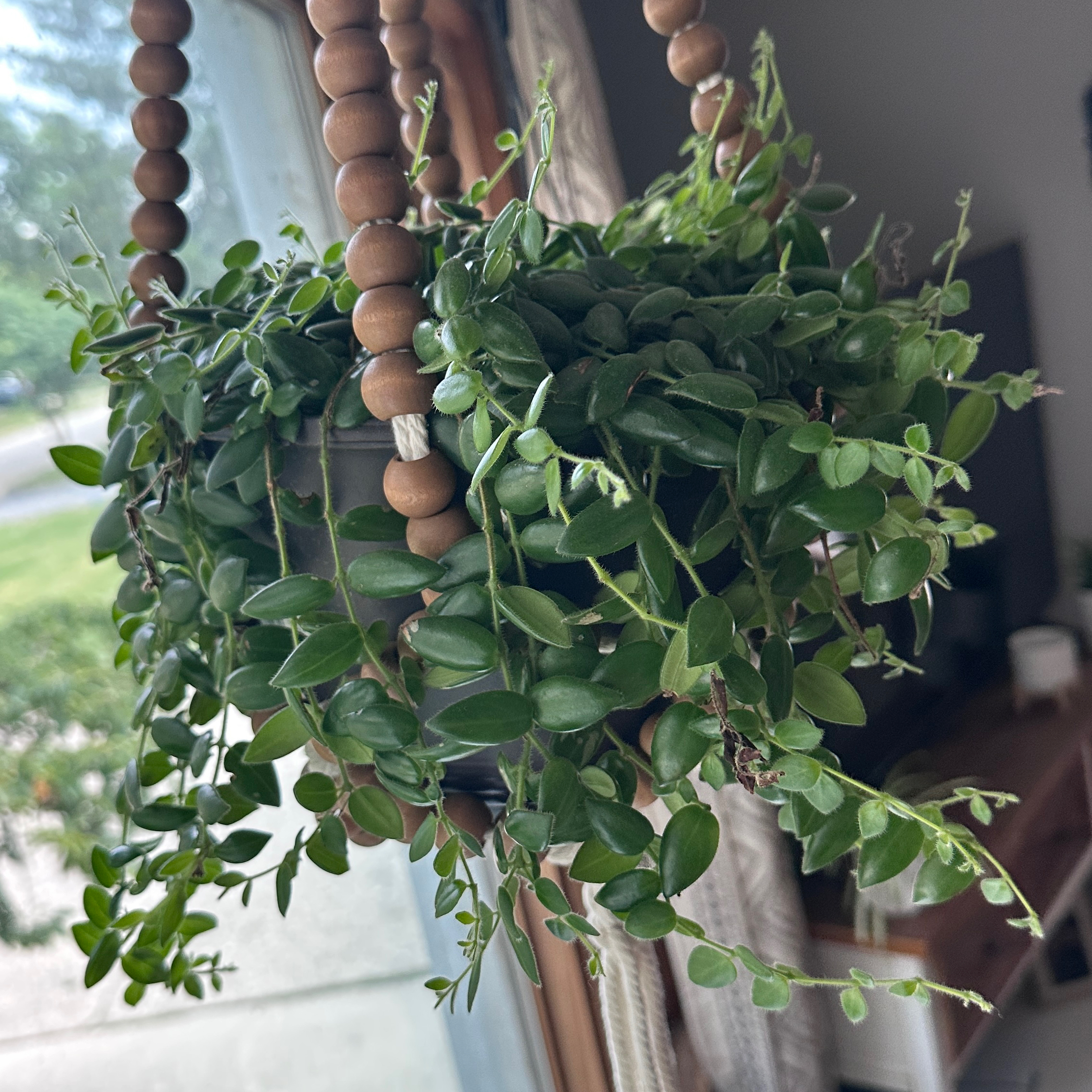 Photo of the plant species String of Tears by @FortunateHope44 named Dolly on Greg, the plant care app