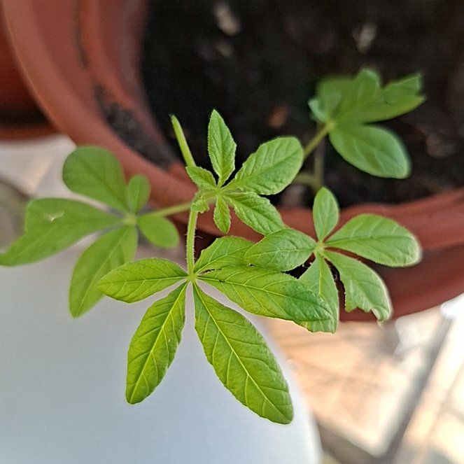 Photo of the plant species Cleome Hassleriana by @SnappyAglaonema named Cleome hassleriana on Greg, the plant care app