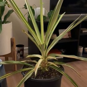 Photo of the plant species Yucca. by @YesDaisy83 named Surya on Greg, the plant care app