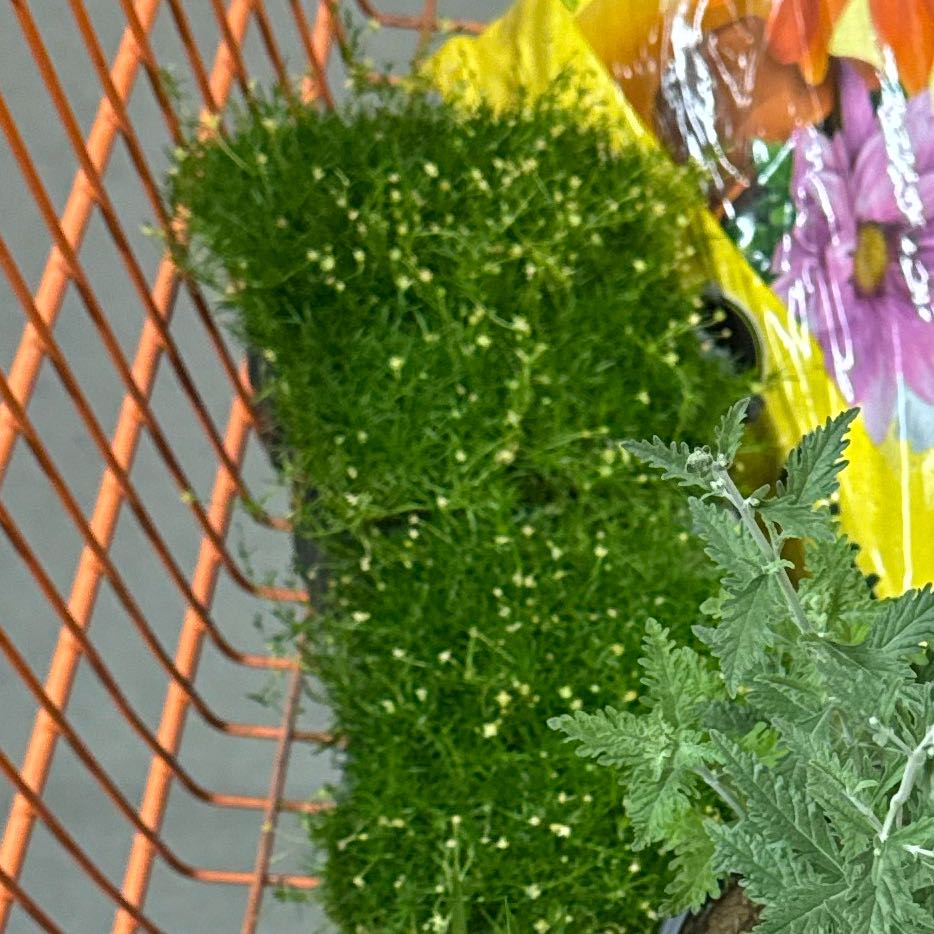 Photo of the plant species Irish Moss by @ChirpyTreeivy41 named Bruce Lee on Greg, the plant care app