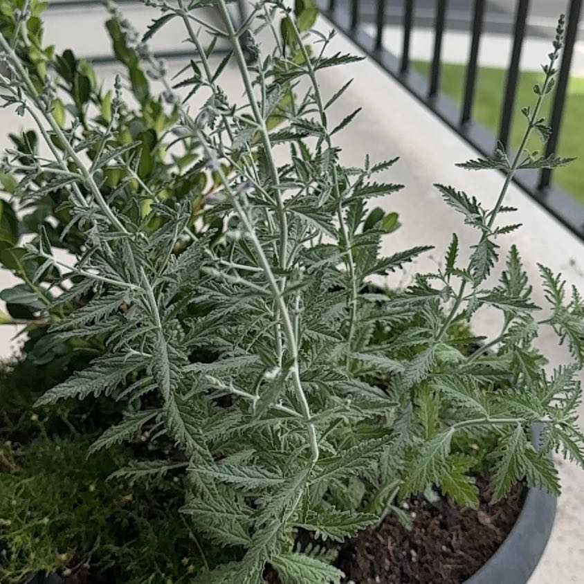 Photo of the plant species Russian Sage 'Jelena' by @ChirpyTreeivy41 named Demi on Greg, the plant care app