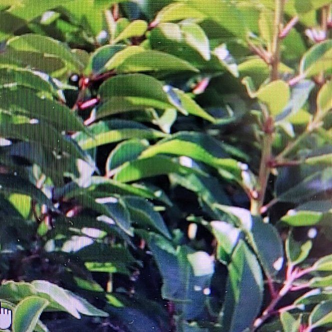 Photo of the plant species Portugal Laurel by @IdolMiro18 named Laurel on Greg, the plant care app