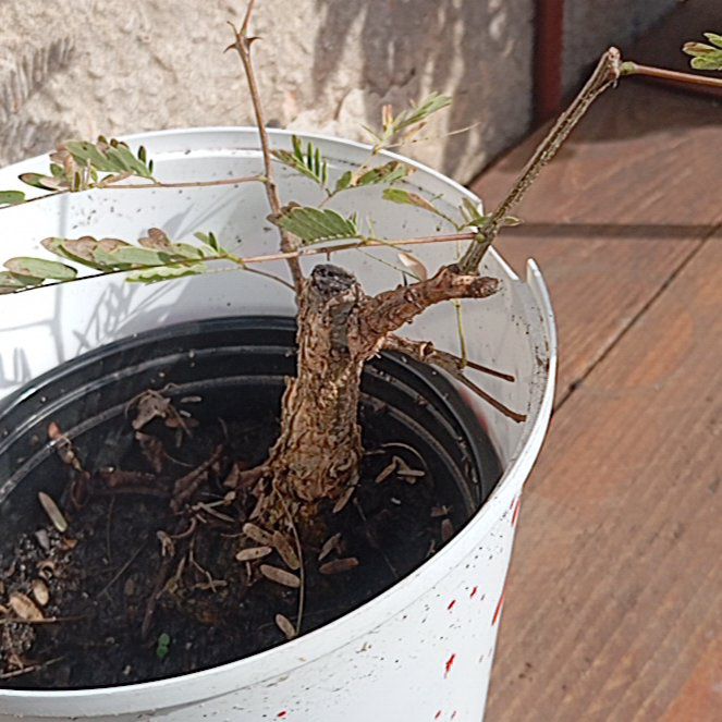 Photo of the plant species Monkey Thorn by @WinKaro1 named Leaf Erickson on Greg, the plant care app
