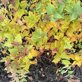 Photo of the plant species Spiraea 'Double Play Doozie' by @ActualTitoki40 named Gregarious on Greg, the plant care app