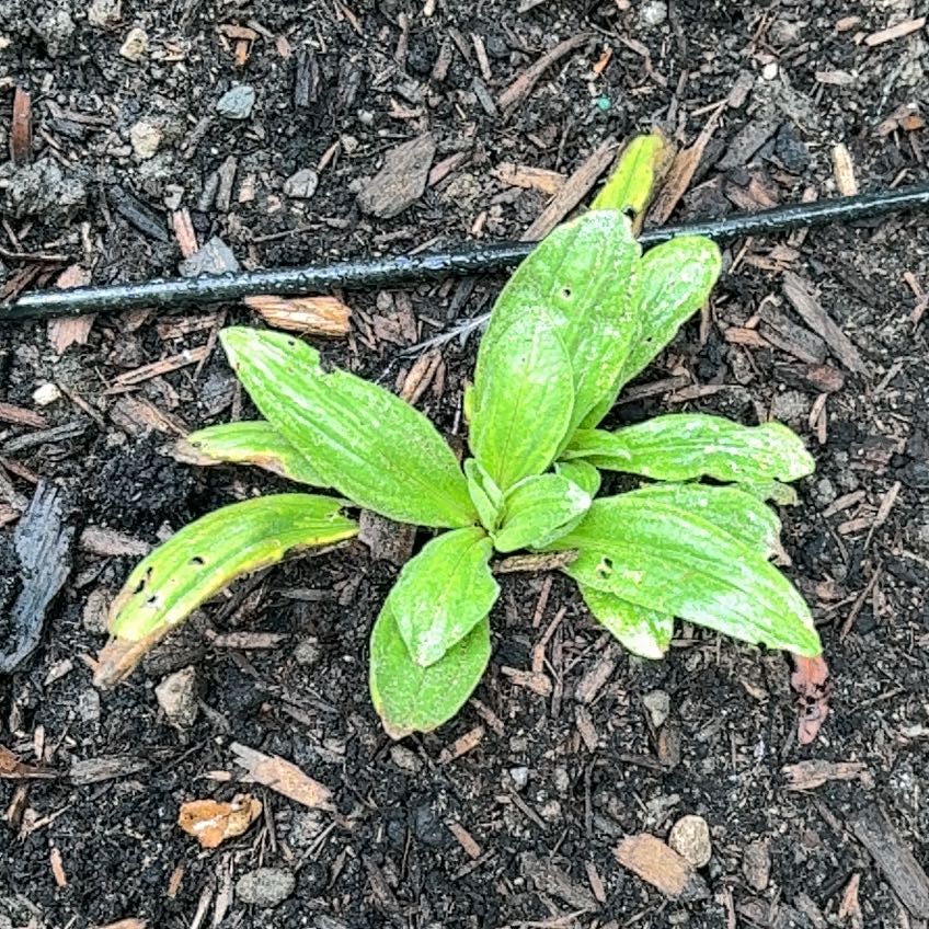 Photo of the plant species European Arnica by @YesRimu49 named Huckleberry Fern on Greg, the plant care app