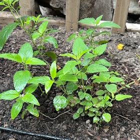Photo of the plant species Bee Balm 'Bee Free' by @YesRimu49 named Lavender on Greg, the plant care app