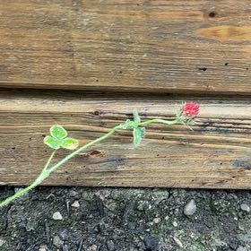 Photo of the plant species Crimson Clover by @YesRimu49 named Kesha on Greg, the plant care app