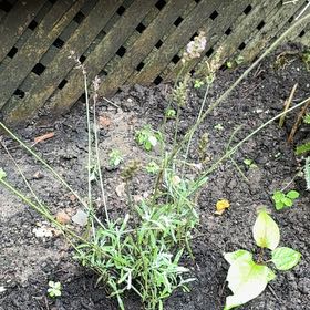 Photo of the plant species Blue Lavender by @YesRimu49 named Luna on Greg, the plant care app