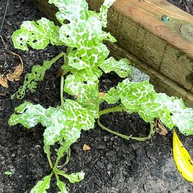 Photo of the plant species Blessed Milk Thistle by @YesRimu49 named Oscar on Greg, the plant care app