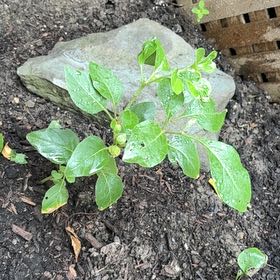 Photo of the plant species Ashwagandha by @YesRimu49 named Mochi on Greg, the plant care app