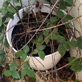 Photo of the plant species Thornless Blackberry by @AmiableOlneya98 named Ronaldo on Greg, the plant care app