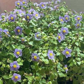 Photo of the plant species Persian violet by @ChirpyWinika80 named Apollo on Greg, the plant care app