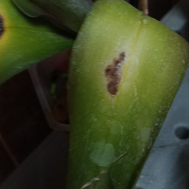 Photo of the plant species Snakeshead by @NimbleTutu26 named Leaf Erickson on Greg, the plant care app