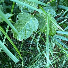 Photo of the plant species Western Poison-Oak by @HipFlapjacks41 named Keanu Leaves on Greg, the plant care app