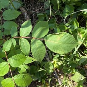 Photo of the plant species English Walnut by @HipFlapjacks41 named Girlfrond on Greg, the plant care app