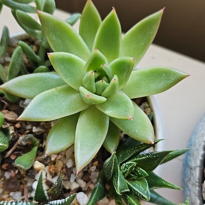 Photo of the plant species Wax Agarve by @JuicyBarley99 named Connie Francis on Greg, the plant care app