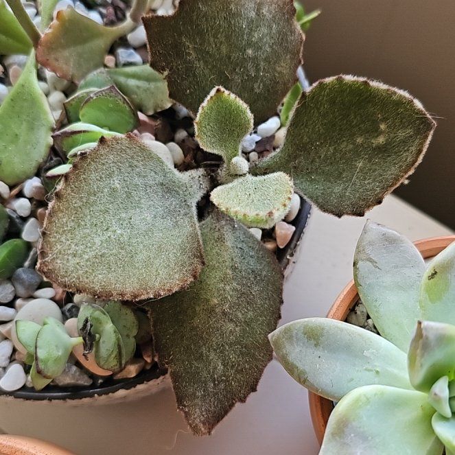 Photo of the plant species Kalanchoe 'Teddy Bear' by @JuicyBarley99 named Fozzy Bear on Greg, the plant care app