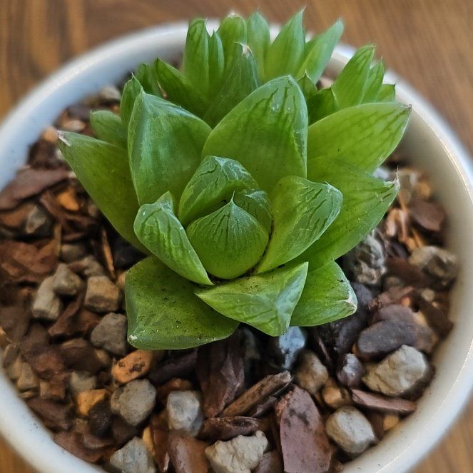 Photo of the plant species Haworthia cymbiformis var. cymbiformis by @JuicyBarley99 named Harper on Greg, the plant care app