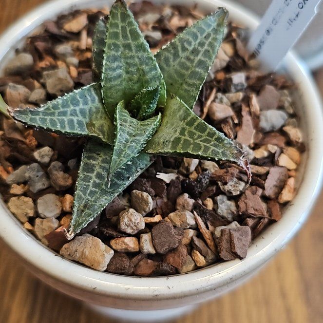 Photo of the plant species Haworthia venosa by @JuicyBarley99 named Gator on Greg, the plant care app