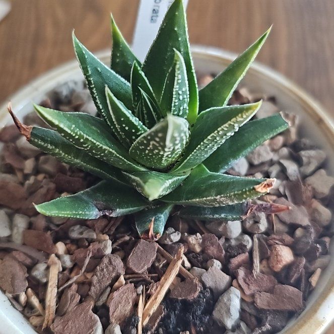 Photo of the plant species Haworthia glabrata by @JuicyBarley99 named Gladys on Greg, the plant care app