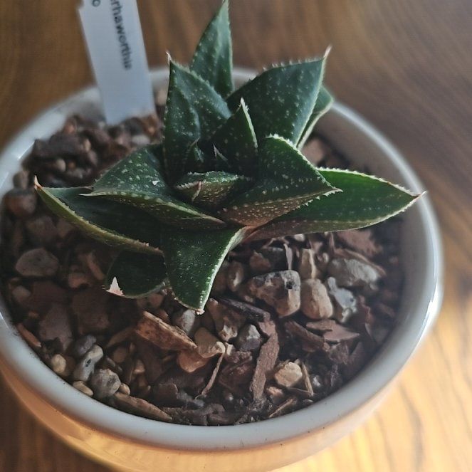 Photo of the plant species Gasterhaworthia by @JuicyBarley99 named Sir Hippo on Greg, the plant care app