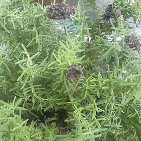 Photo of the plant species Spanish Lavender 'Sanne' by @HipTule2 named Sol on Greg, the plant care app