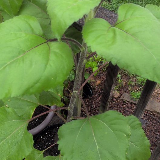 Photo of the plant species Mammoth Sunflower by @Ryancahill named Fernie Mac on Greg, the plant care app