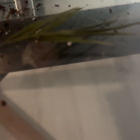 Photo of the plant species Witch-Grass by @GourmetJade45 named Harper on Greg, the plant care app