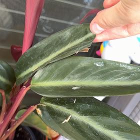 Photo of the plant species Stromanthe sanguinea 'Tricolor' by @LovingHautree40 named Doja Cat on Greg, the plant care app